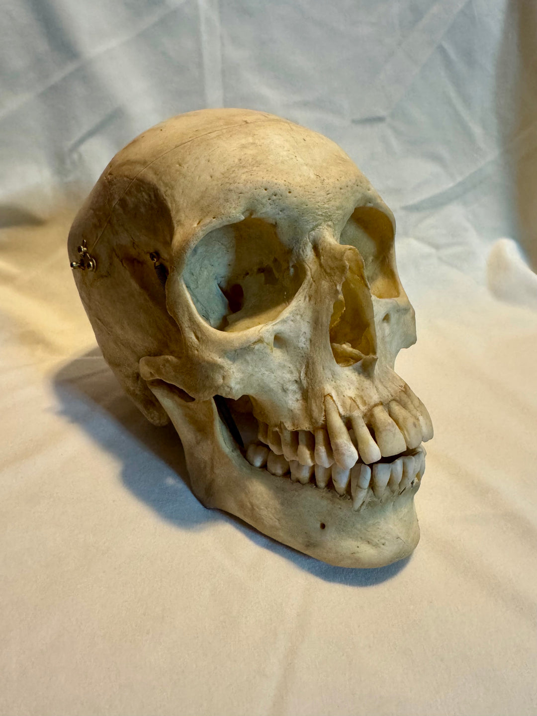 Human Skull in Complete and Exceptional Condition